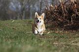 CORGI PEMBROKE 856